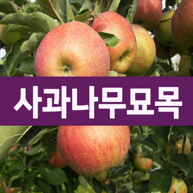 대구나무 사과나무묘목 2년생부사 홍로 미니사과 부사이중접목2년생 1개 대구나무 사과나무묘목 2년생부사 홍로 미니사과 부사이중접목2년생 1개