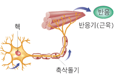 [2015 개정교육과정 생명과학1] 3단원 1. 뉴런의 구조와 기능 : 네이버 블로그