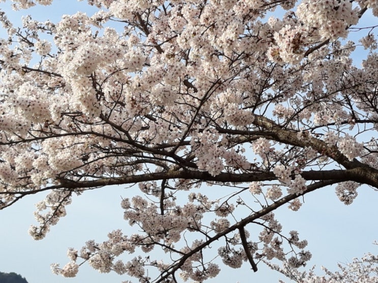  경상대학병원 벚꽃 거리, 경상대학병원 벚꽃, 경상대학병원, 진주 산책하기 좋은 곳,