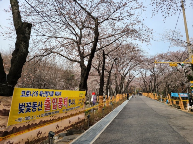 부천 도당산 벚꽃축제 취소 4월1일부터 출입통제 ~