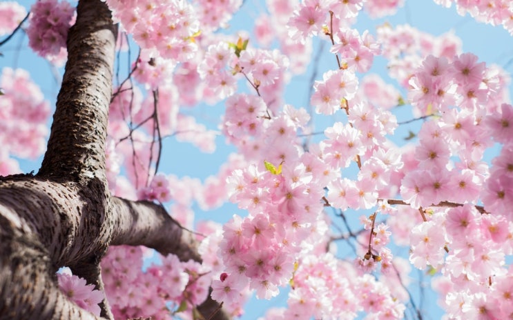 코로나19로 인한 벚꽃축제 취소!!!나만의 벚꽃명당 공유