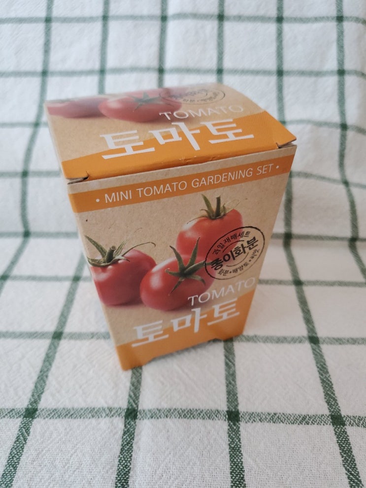  [다이소] 토마토 키우기