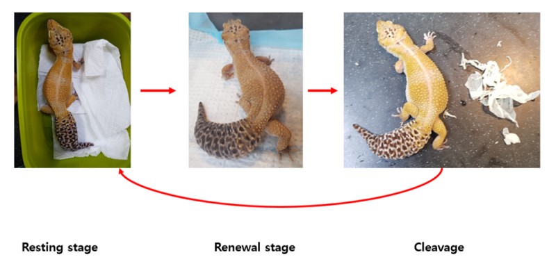 레오파드게코 : 탈피 (Ecdysis) : 네이버 블로그