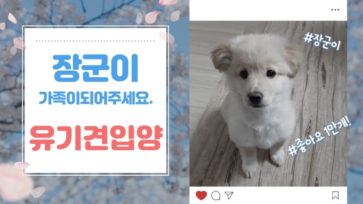 유기견입양. 12/23일에 태어난 4마리의 아이중 기적처럼 살아난 장군이의 평생가족이되어주세요. 다시사랑받개 유기견입양. 12/23일에 태어난 4마리의 아이중 기적처럼 살아난 장군이의 평생가족이되어주세요. 다시사랑받개