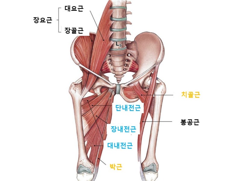 사타구니(서혜부) 통증의 원인과 치료 및 관리 - 고관절 내전근 손상(축구, 태권도 부상) : 네이버 블로그 사타구니(서혜부) 통증의 원인과 치료 및 관리 - 고관절 내전근 손상(축구, 태권도 부상) : 네이버 블로그