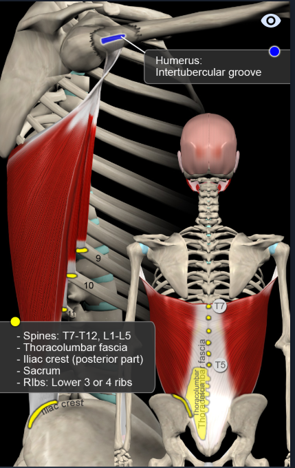 광배근(Latissimus dorsi) '넓은등근' : 네이버 블로그 광배근(Latissimus dorsi) '넓은등근' : 네이버 블로그