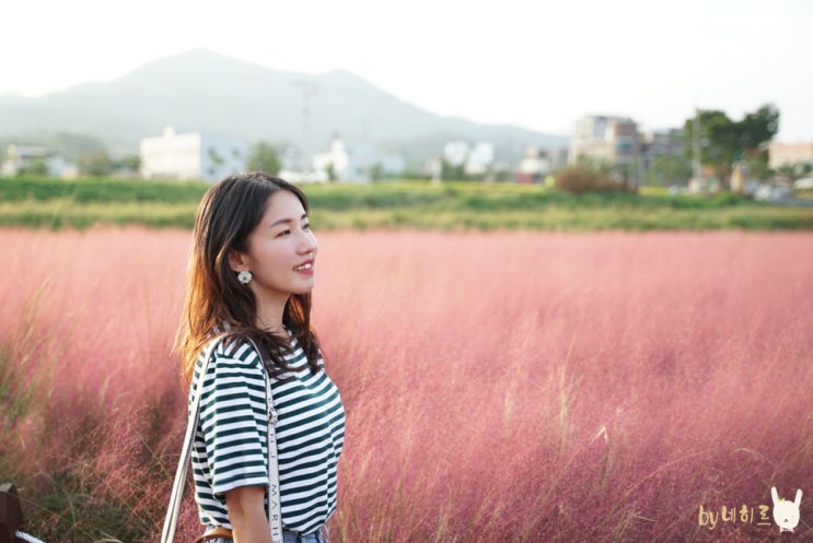 충남 공주 가볼만한곳 유구천 핑크뮬리 만발