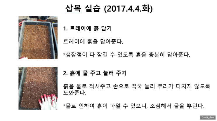  [올리브나무 삽목]올리브나무 가지로 삽목도전