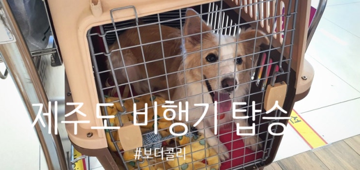  아시아나 강아지 제주도 비행기 탑승 보더콜리