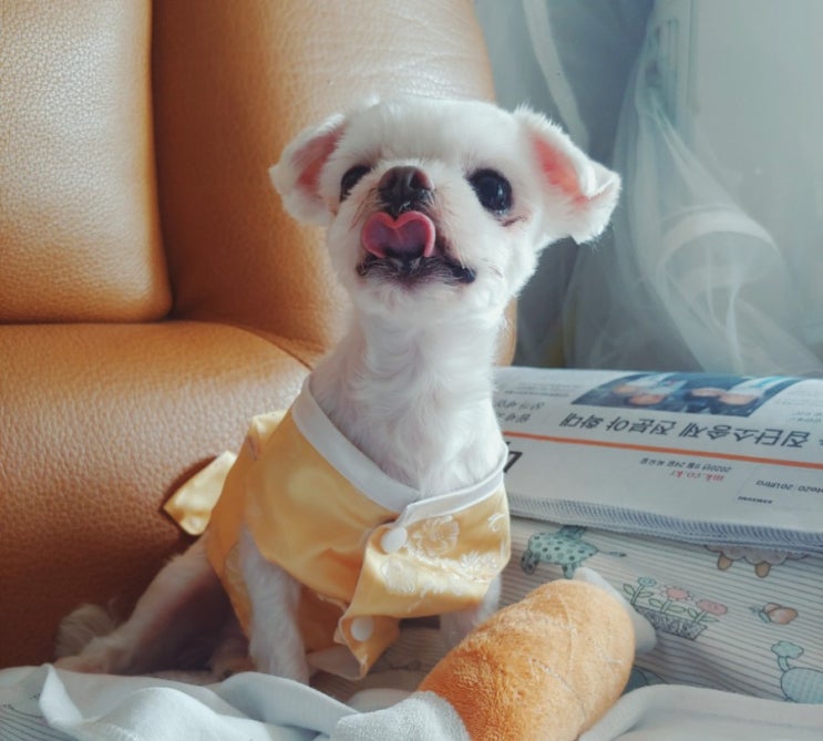  댕댕이들! 한복입구 추석나들이 다녀왔어요!