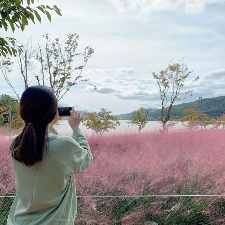  경주 핑크뮬리 보문단지