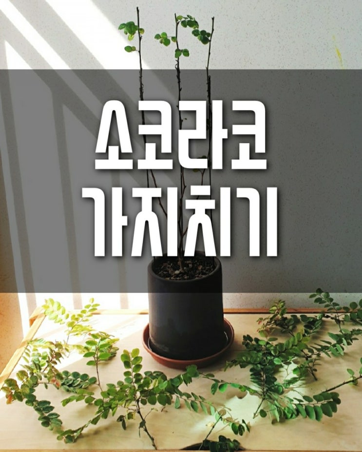  소코라코 가지치기