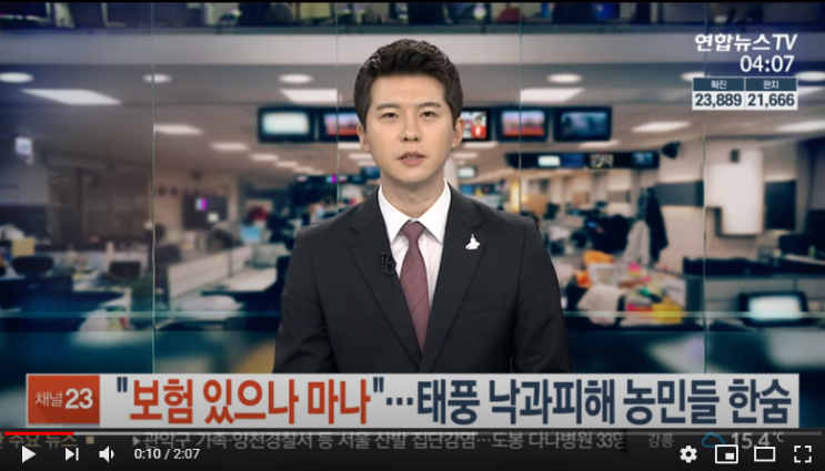 "보험 있으나 마나"…태풍 낙과피해 농민들 한숨 / 연합뉴스TV