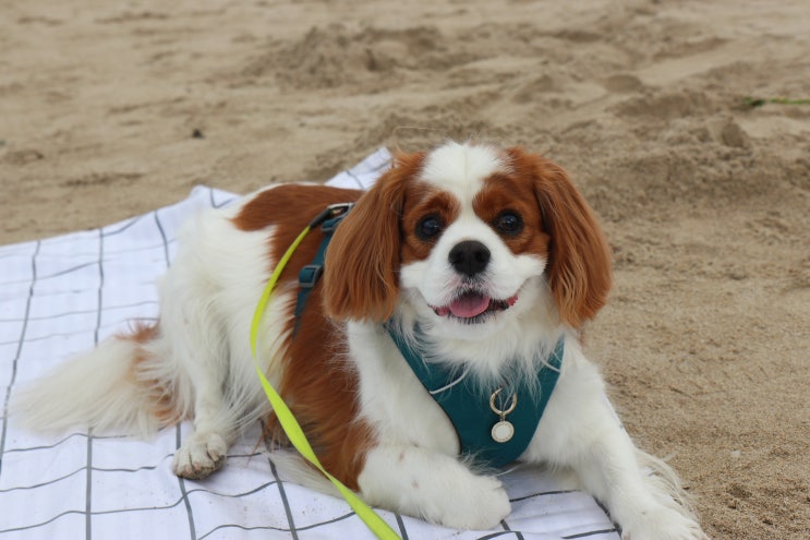  제주 동부여행 조천 함덕해수욕장 애견동반