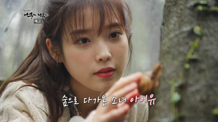 힐링 다큐 나무야 나무야 이선희X아이유 제주 구좌 비자나무숲 청수 곶자왈 힐링 다큐 나무야 나무야 이선희X아이유 제주 구좌 비자나무숲 청수 곶자왈