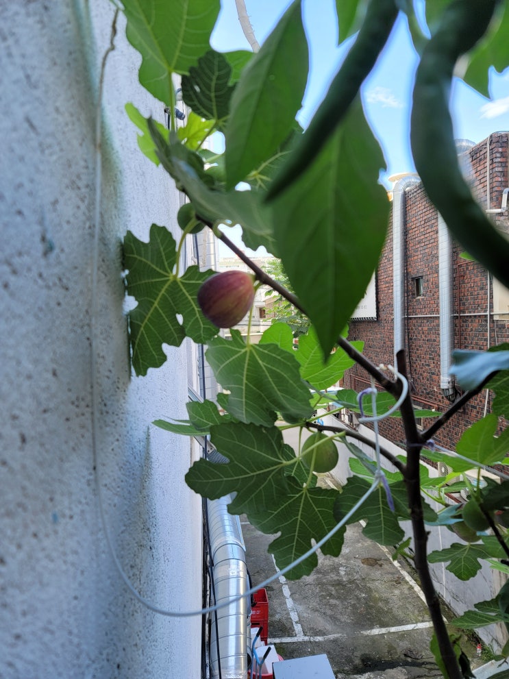  Fig tree [무화과나무] 이야기
