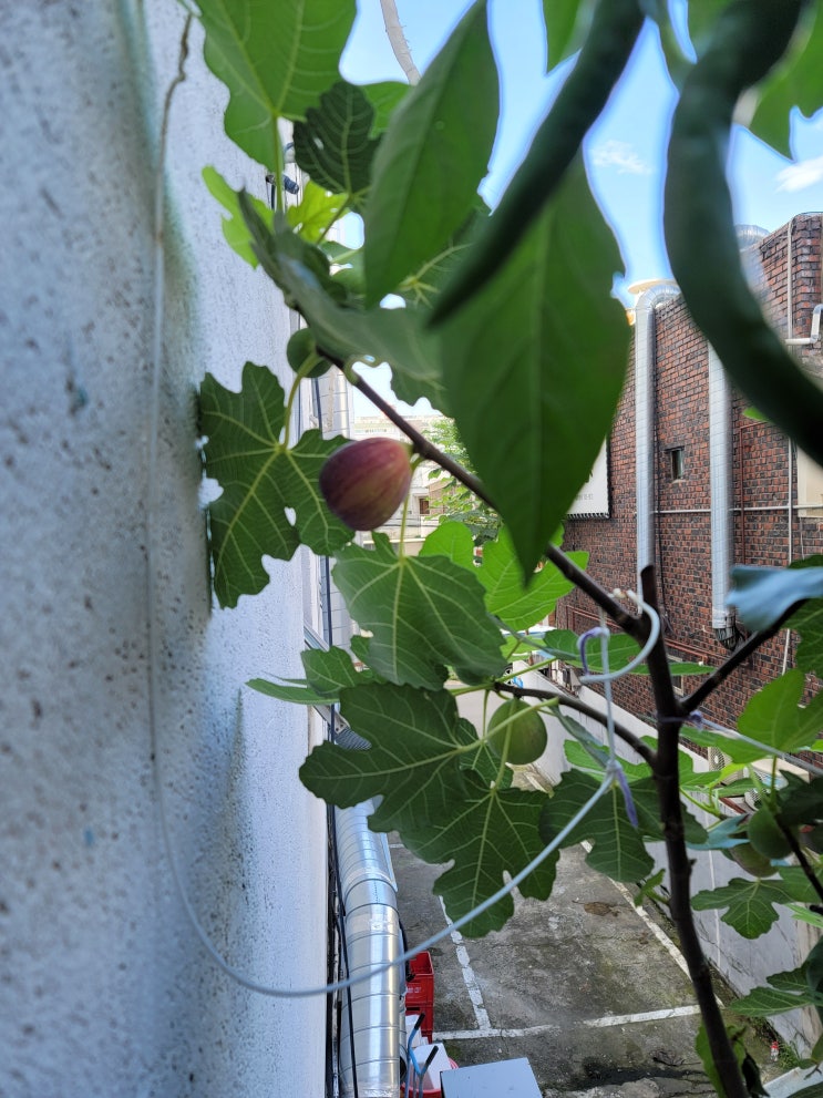 Fig tree [무화과나무] 이야기