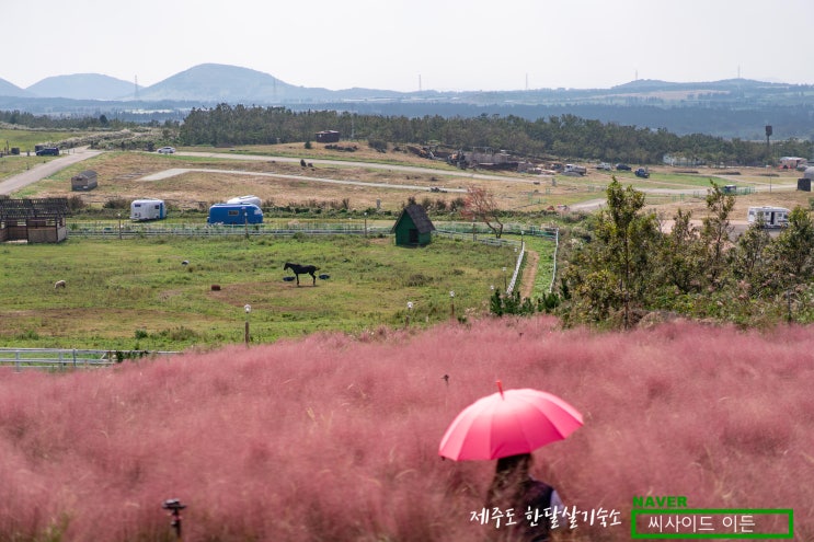  핑크뮬리 새빌카페 [제주도 한달살기 숙소 씨시이드 이든 추천]