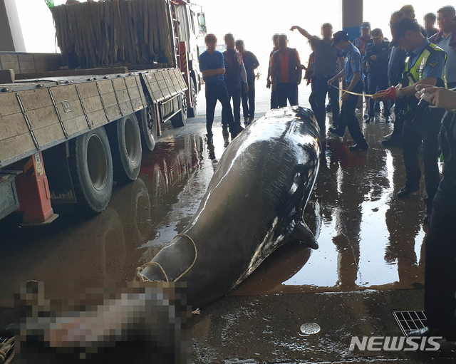 밍크 고래 불법포획 선장향응 접대 해경 등 3명 항소기각_밍크고래 16마리를 불법 포획 선장과 수사를 무마해 달라는 청탁