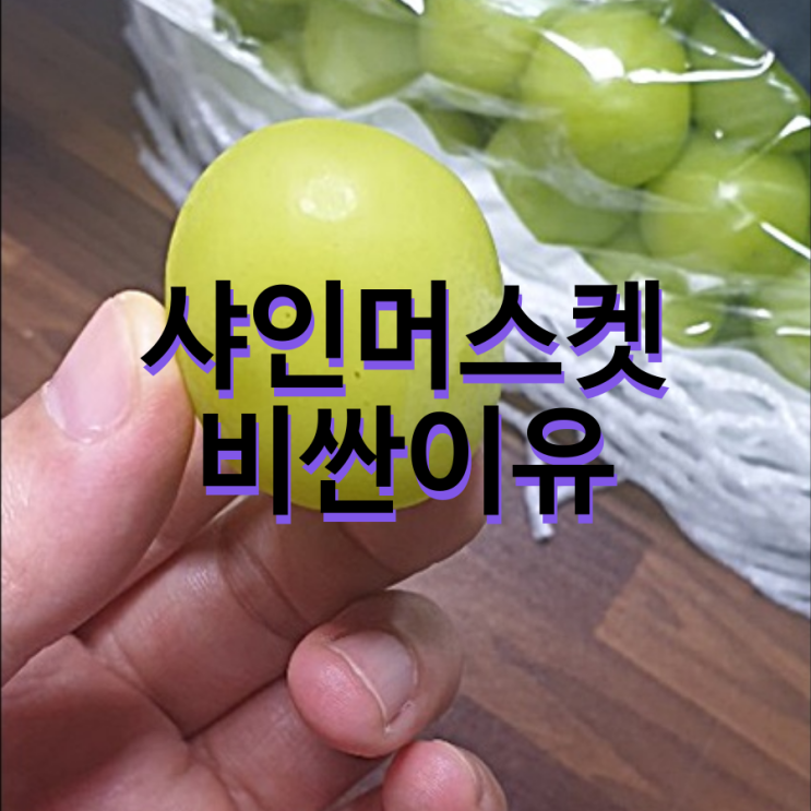  샤인머스켓 비싼이유 실제로 먹어보니 알겠네요