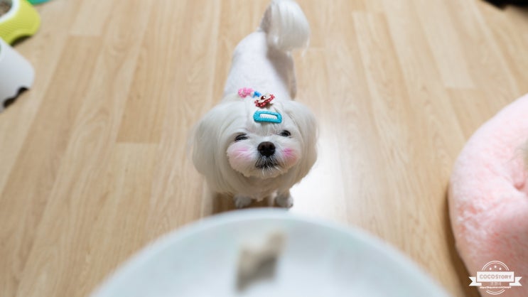  애견관절영양제~ 디펫바이오 관절애! 강아지영양제추천