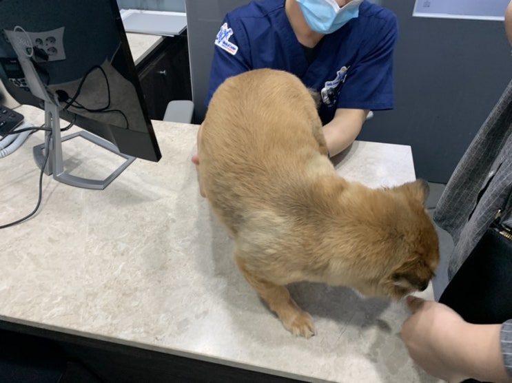  죽전 동물병원 24시 메이트 동물병원..강아지 탈장 ㅜㅜ