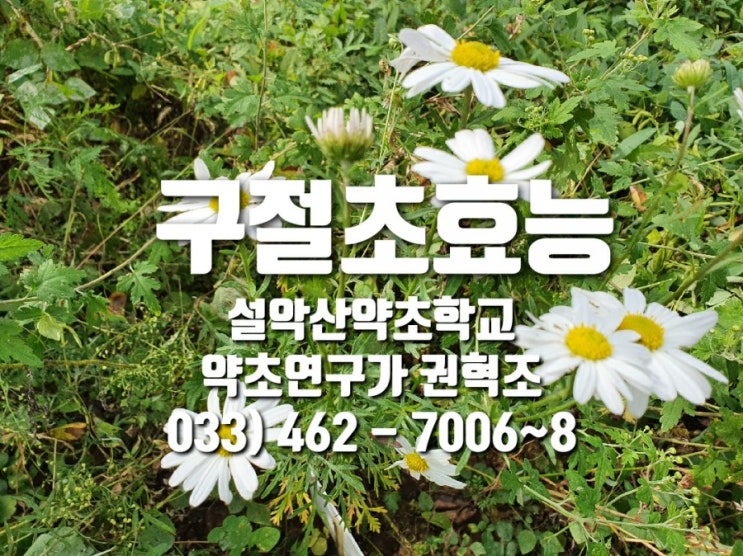  구절초 효능