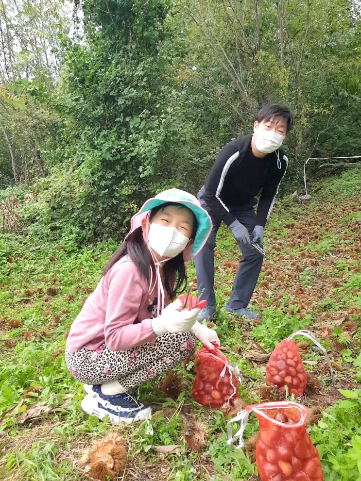  [나들이] 양평밤농원 밤 줍기