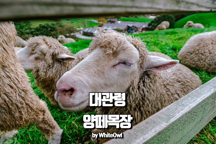  평창 가볼만한 곳 대관령 양떼목장 위에 양들이 몽글몽글~