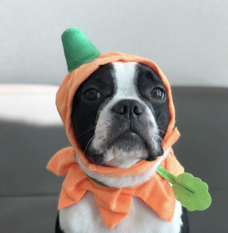 아이들을위한 개 할로윈 의상