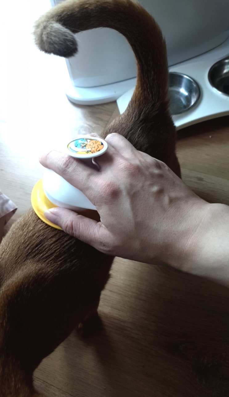 고양이 털관리 - 단묘 고양이 털관리 경험담 + 페스룸 브러쉬 후기 고양이 털관리 - 단묘 고양이 털관리 경험담 + 페스룸 브러쉬 후기