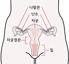  여성간호학 여성생식기구조기능2편: 내생식기이름 자궁특징 인대난관난소 요약정리