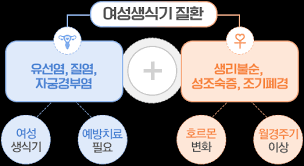  여성간호학 여성생식기구조기능1편: 외생식기이름특징 회음근육체 해부생리학