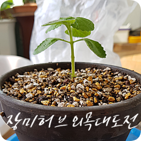  장미허브 키우기 #2 장미허브 외목대 도전
