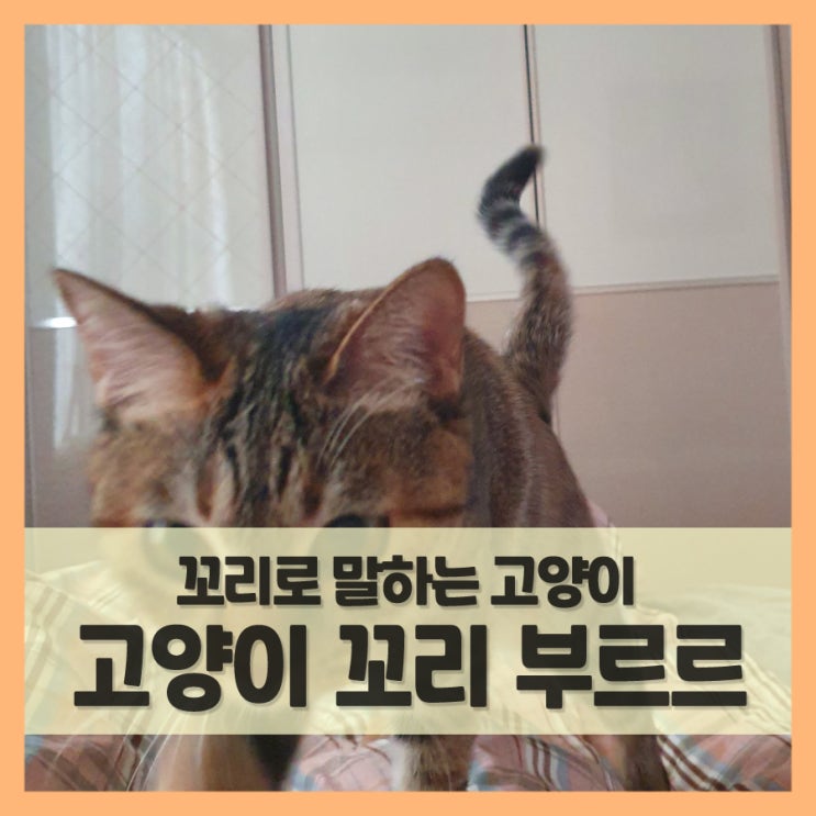  고양이 꼬리 부르르 흔들기 어떤 의미지?