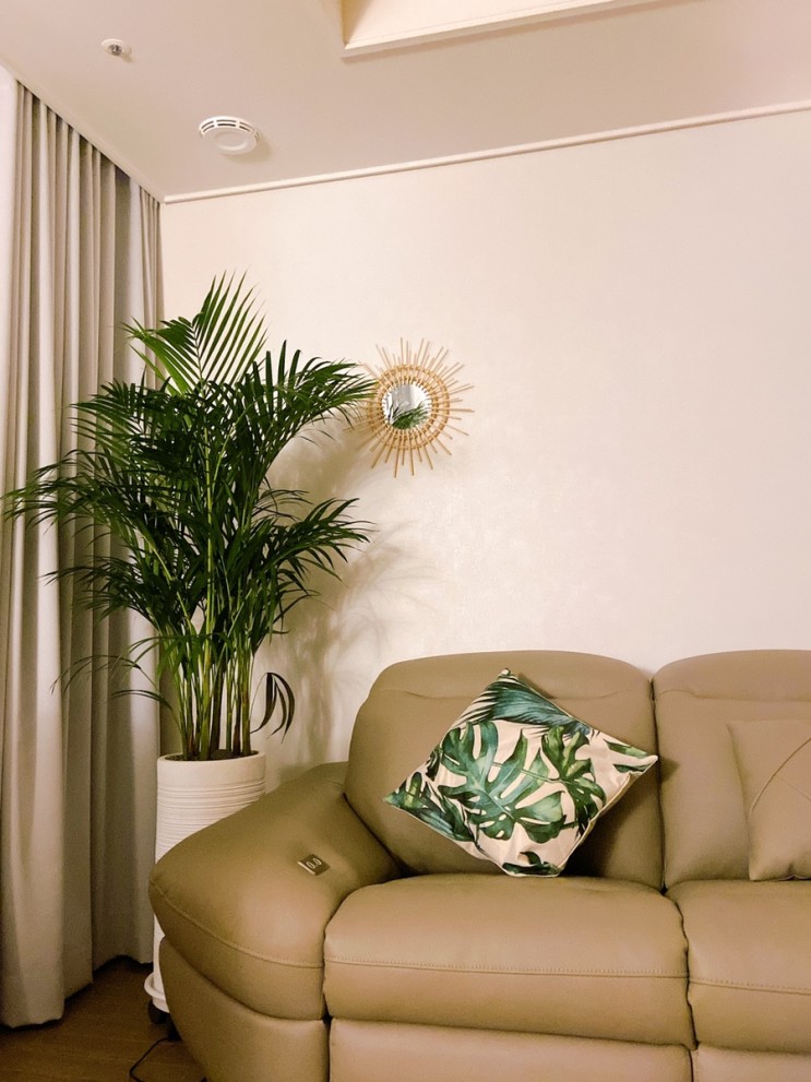구매리뷰/ 동남아느낌 나는 인테리어의 완성 공기정화식물 아레카 야자와 라탄 원형 거울