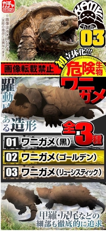  [출시 소식] 『BANDAI』 거북이 가챠 3탄 출시 소식