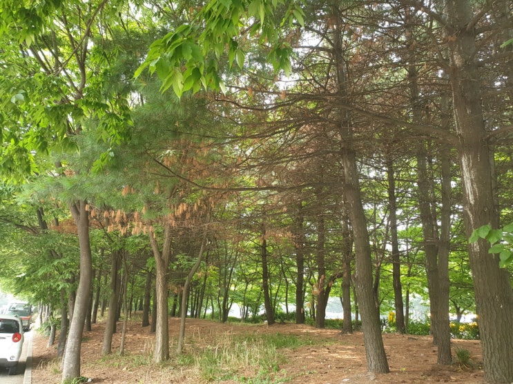  피톤 치드 효과와 산림욕 효과 제대로 알기!