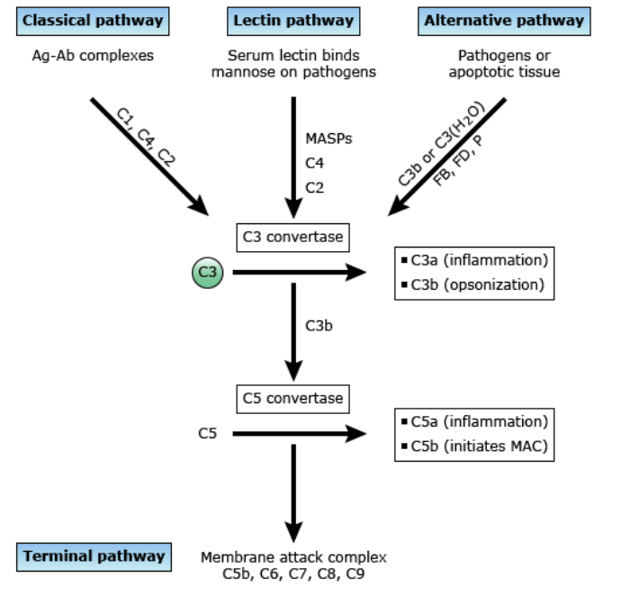 CH50, total hemolytic complement (THC) : 네이버 블로그