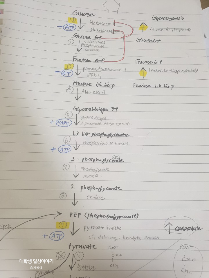  <의대생존기/대학생일상> 추석 연휴에 이게 뭐 하는 짓이람?