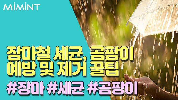 장마철 세균, 곰팡이 예방 및 제거 꿀팁 방법 장마철 세균, 곰팡이 예방 및 제거 꿀팁 방법