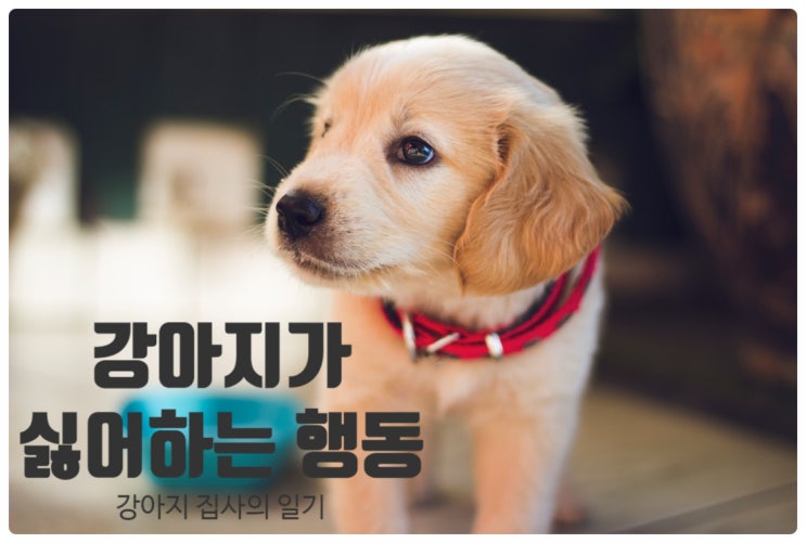  강아지가 싫어하는 행동 7가지!