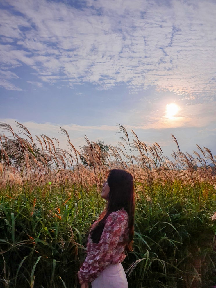  하중도 (대구여행/경북여행/경상북도여행/대구핫플/가을여행지/조용한여행지/언택트여행/노을명소/갈대밭/팜파스/주차/운영시간)