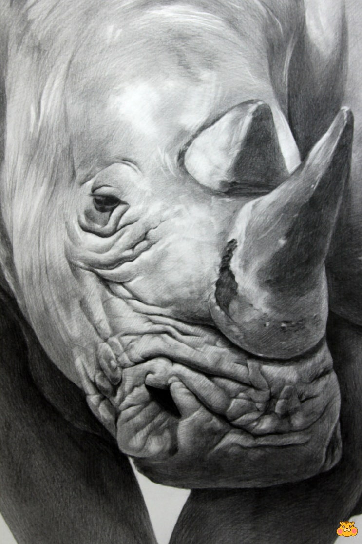 동물 정밀소묘 코뿔소 연필소묘작업