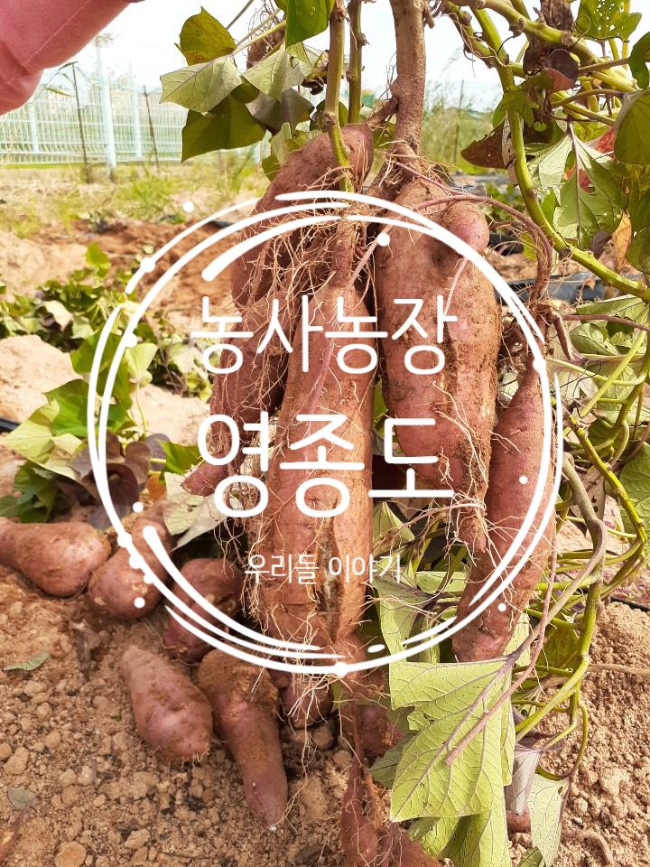 농사 농장 이야기, 인천 - 영종도(계속) "고구마 수확, 배추, 무" ~ 슬슬 밭정리!