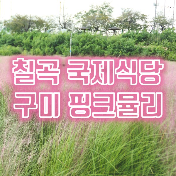  칠곡 왜관 맛집 국제식당과 남구미대교 가우라와 핑크뮬리