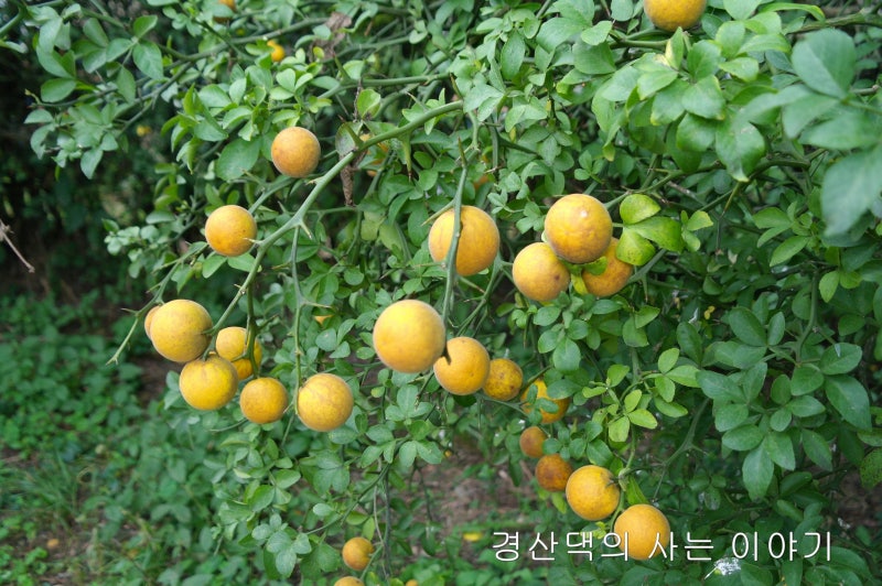 탱자효소 담글때엔 노랑탱자 수확 판매소식