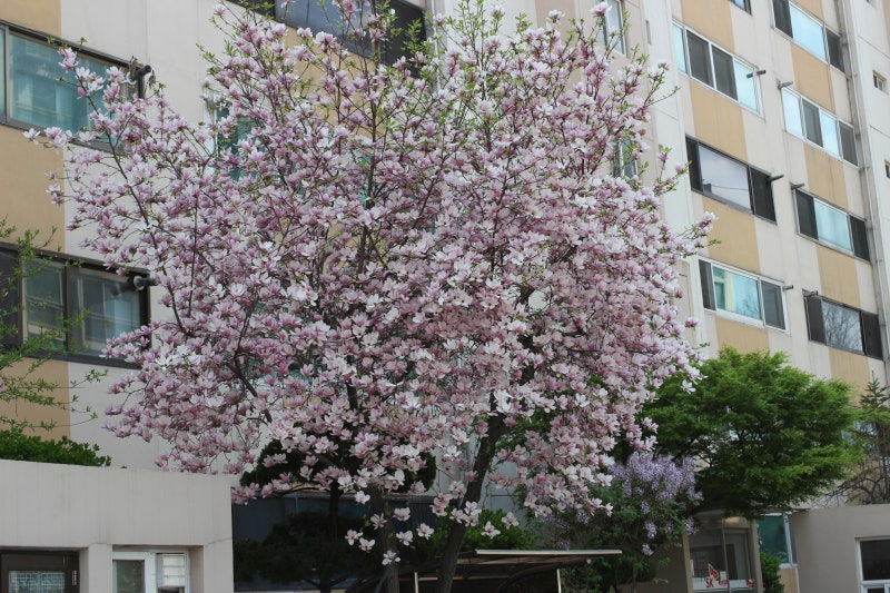 동무 생각 가사 음계 계이름 악보 : 네이버 블로그