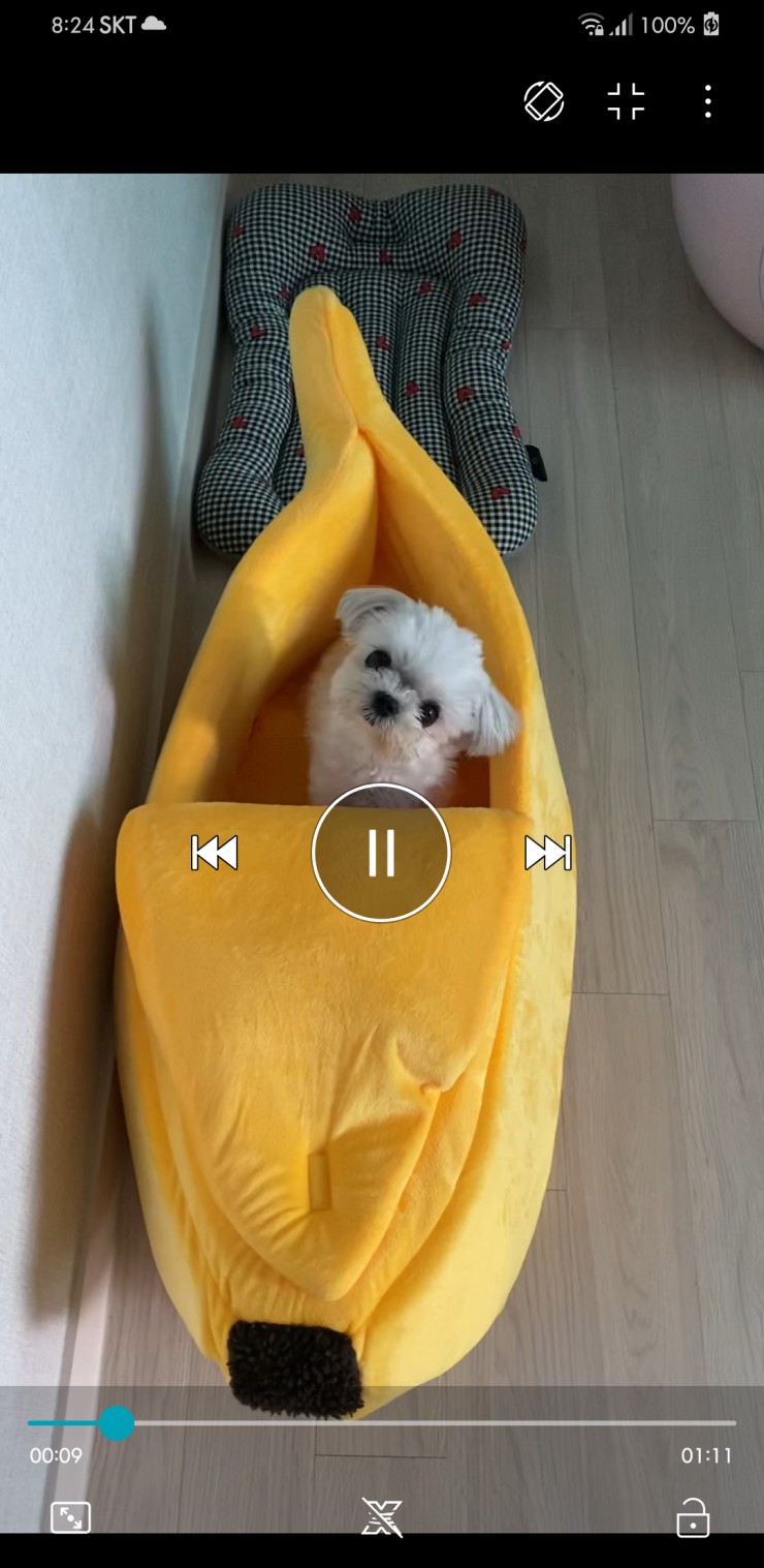  귀염둥이강아지 우리집반려견 바나나집소개할께요~~