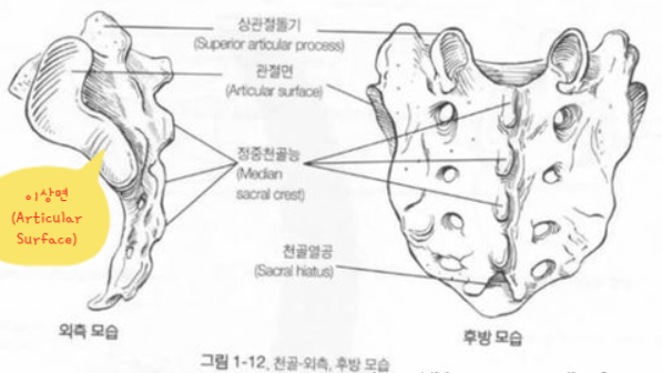 천골에 대한 간략한 정리 : 네이버 블로그